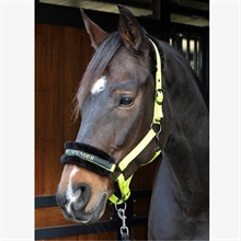 Harry\'s Horse halster Lyrics Quotes